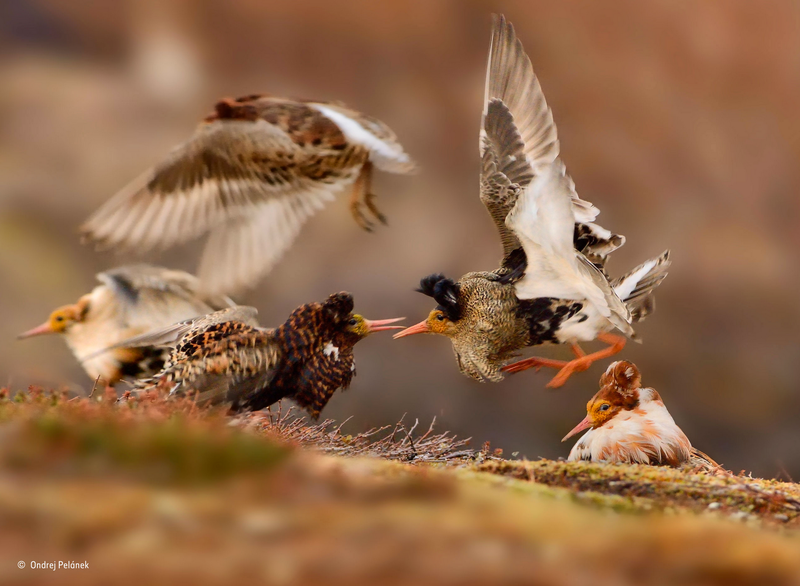 Illustration for article titled Estas son las mejores fotografías de naturaleza de 2015